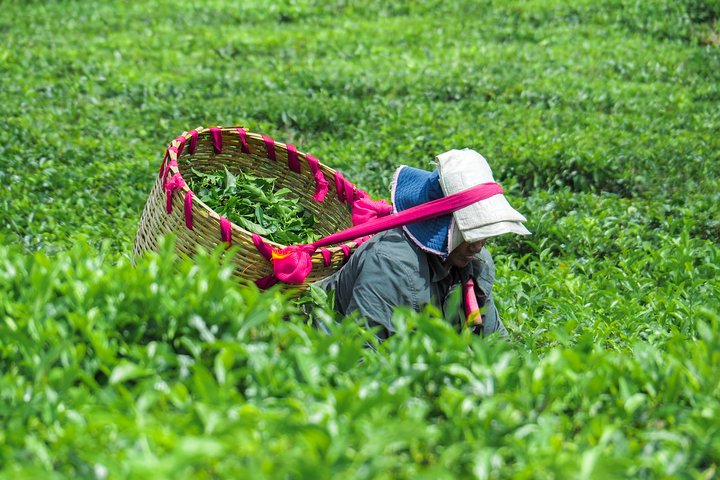 Supplier photograph for On the road for discovering Tea, Rhum and Vanilla