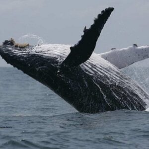Supplier photograph for Private Dolphin and Whale Encounter with Lunch and Transfer