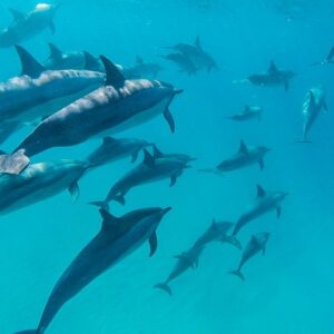 Supplier photograph for Private Dolphin Watching from the North Speedboat Tour