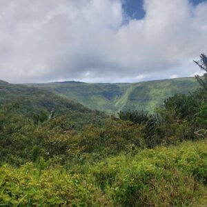 Supplier photograph for Private Hiking Experience in Black River Gorges National Park