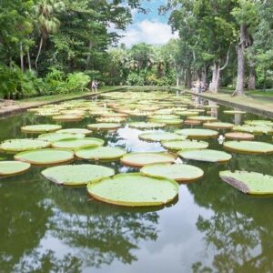 Supplier photograph for Private North Day Tour: Botanical Garden, Sugar Museum, Rum Tasting, Port Louis