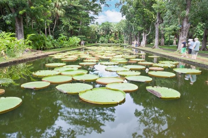Supplier photograph for Private North Day Tour: Botanical Garden, Sugar Museum, Rum Tasting, Port Louis