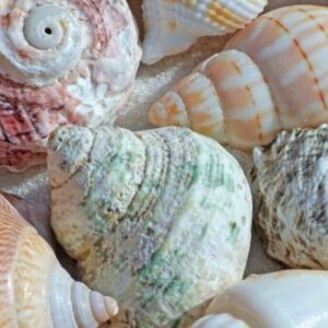 Supplier photograph for Private South Beach Ride Tour with Seashell World and Lunch