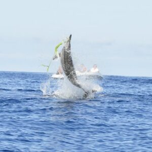 Supplier photograph for Shared Dolphin Encounter in Mauritius