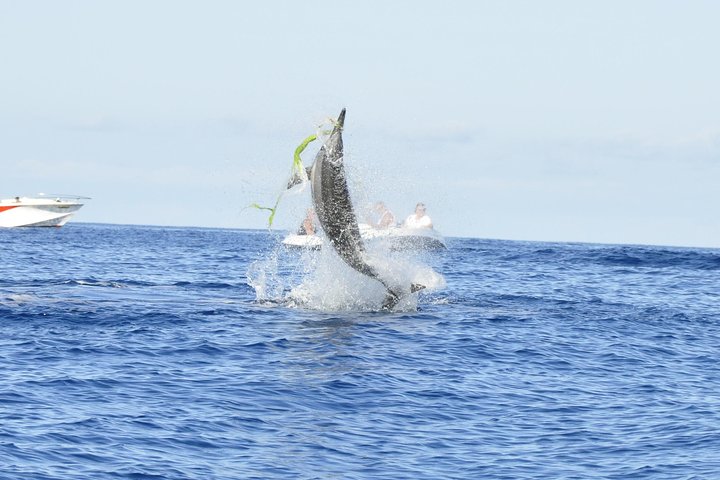 Supplier photograph for Shared Dolphin Encounter in Mauritius