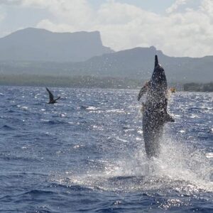 Supplier photograph for Snorkel with Dolphins, Lunch on Benitiers island, Speedboat