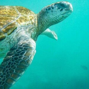Supplier photograph for Snorkeling with Giant Turtles & 4 Beaches in the North