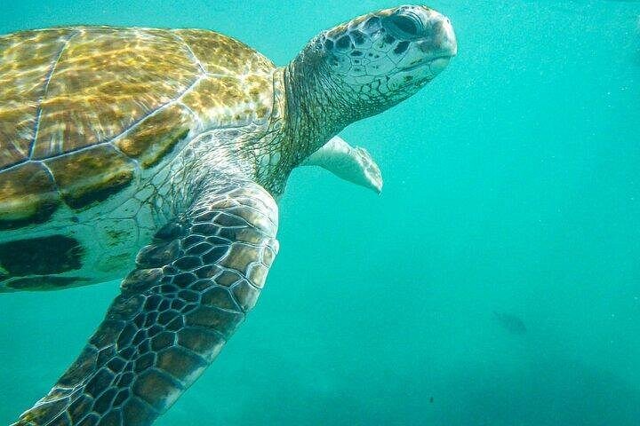 Supplier photograph for Snorkeling with Giant Turtles & 4 Beaches in the North