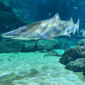 Supplier photograph for Snorkeling with Giant Turtles Port Louis and the Odyseo Aquarium