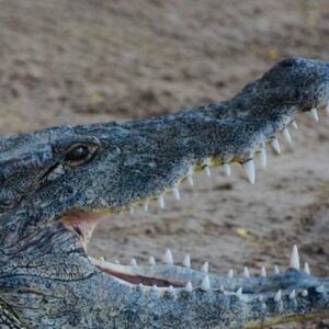 Supplier photograph for South Mauritius: Crocodile Park, 7-Coloured Earth and Lunch