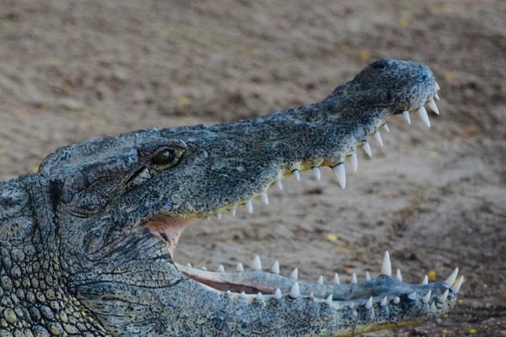 Supplier photograph for South Mauritius: Crocodile Park, 7-Coloured Earth and Lunch