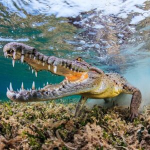 Supplier photograph for South of Mauritius : Crocodile park, lunch ,Rum and Tea Tasting
