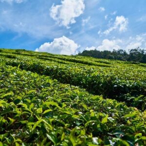 Supplier photograph for Southern Gems of Mauritius – Bois Chéri Tea & 23-Colored Earth