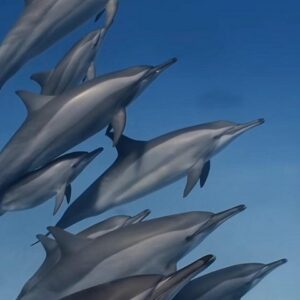 Supplier photograph for Swim With Wild Dolphins and South Tour with Lunch