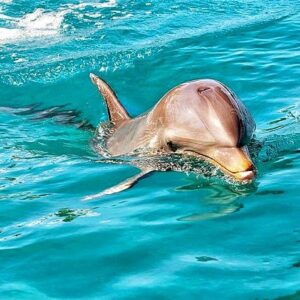 Supplier photograph for Swim With Wild Dolphins and Visit 4 Beaches in the North