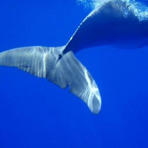 Supplier photograph for Swim With Wild Dolphins & Whale Watching With Hotel Pickup & Dropoff
