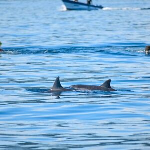 Supplier photograph for Swimming with dolphin including snorkeling activity