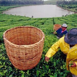 Supplier photograph for Tea Experience in the Exotic South of Mauritius Private tour