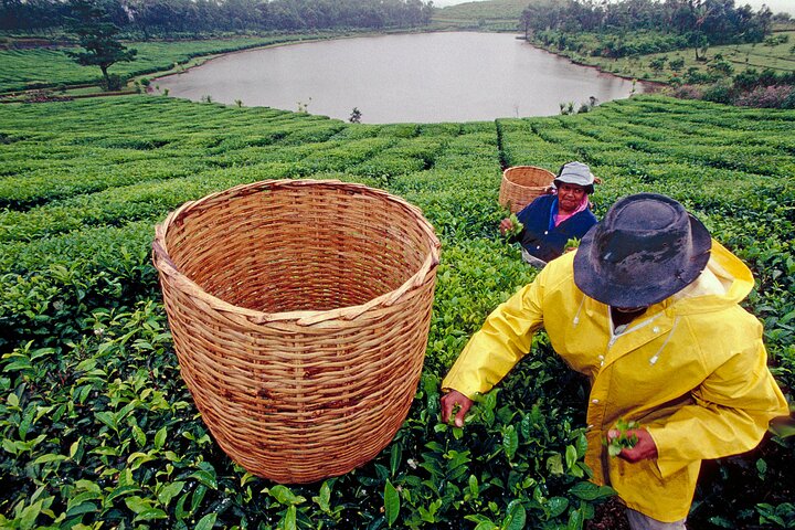 Supplier photograph for Tea Experience in the Exotic South of Mauritius Private tour