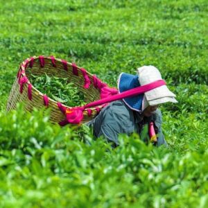 Supplier photograph for Tea & Sugarcane Plantation Colonial Tour ( Private Chauffeur-Driven Sedan)