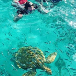 Supplier photograph for Turtle Snorkelling & Scenic North Island Full-Day Experience