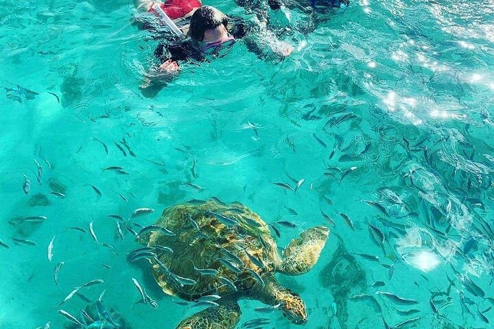 Supplier photograph for Turtle Snorkelling & Scenic North Island Full-Day Experience