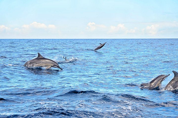 Supplier photograph for Ultimate Day of Adventure: Wild Dolphins, Macondé Viewpoint, Adventure Park
