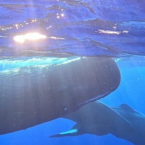 Supplier photograph for Unique whale watching experience in Mauritius