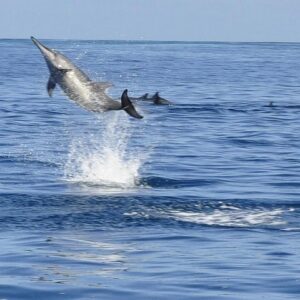 Supplier photograph for Whale and Dolphin Watching Private Boat Tour from Mauritius
