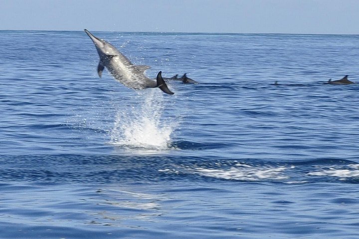 Supplier photograph for Whale and Dolphin Watching Private Boat Tour from Mauritius