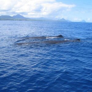 Supplier photograph for Whale watching