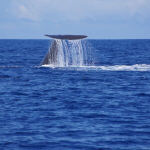Supplier photograph for Whale watching - Exclusivity