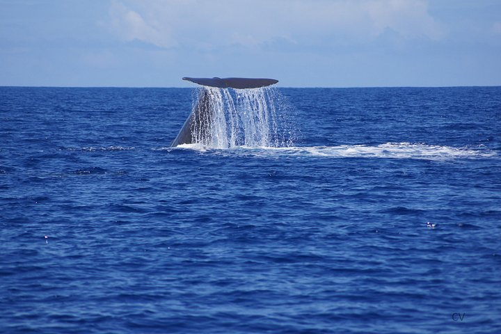 Supplier photograph for Whale watching - Exclusivity