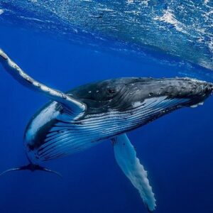 Supplier photograph for Whale Wonders: Private Ocean Safari with Lunch & Transfers