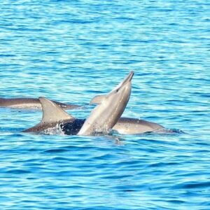 Supplier photograph for Wild Dolphin Swim & Curated Southwest Mauritius Experience