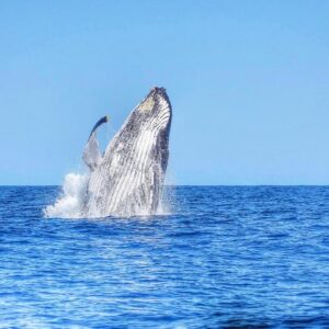 Supplier photograph for Wild Dolphin Swim & Responsible Whale Watching with Transport
