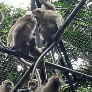 Supplier photograph for Wild Mauritius South Tour