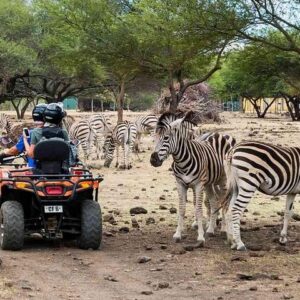 Supplier photograph for Wild South West Tour : SAFARI & TULAWAKA CASELA PARK & LE MORNE